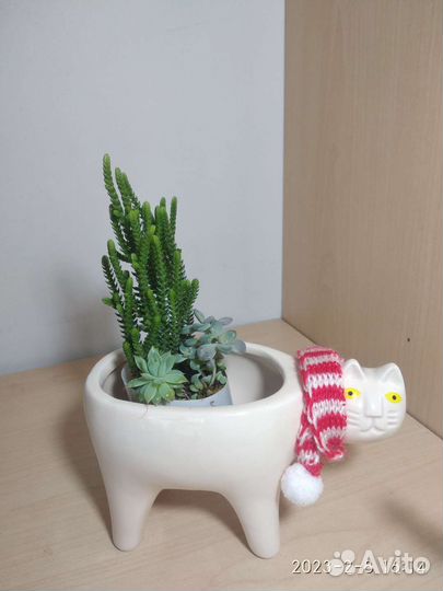 Кактусы и суккуленты