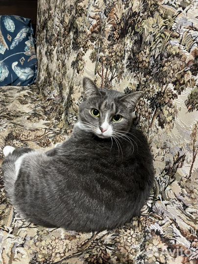 Котик из мультика