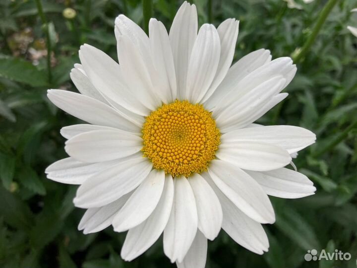 Нивяник (крупная ромашка)