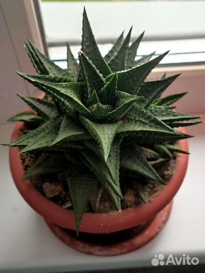 Суккуленты