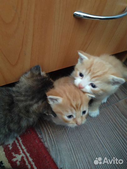 Кошка в дар