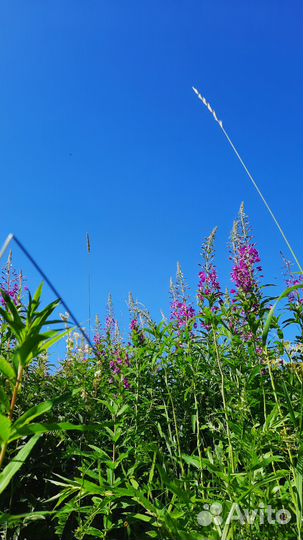 Иван-чай ферментированный ручная скрутка