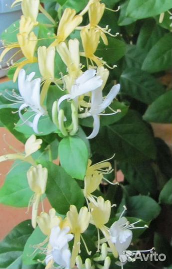 Аристолохия