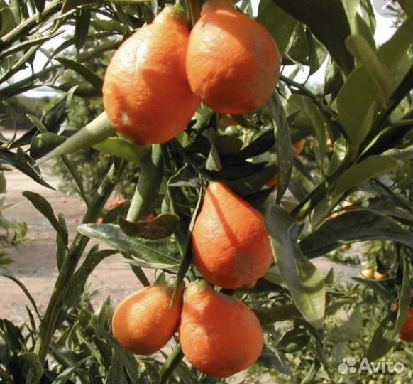 Цитрусы на весну 2024