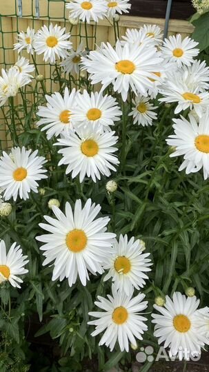 Деленки сортовой ромашки (нивянник)