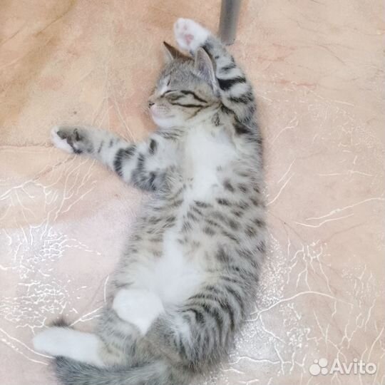 Отдам котенка в добрые руки