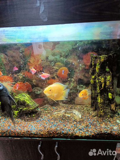 Аквариум с тумбой и рыбками