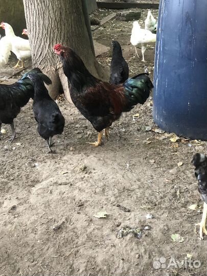 Молодые петухи