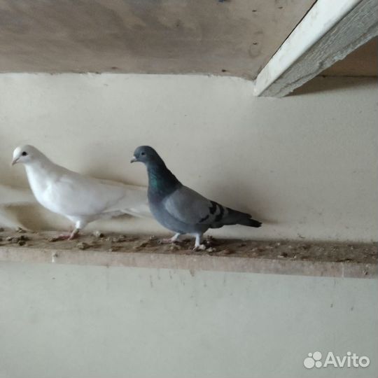 Голуби гривуны ижевские
