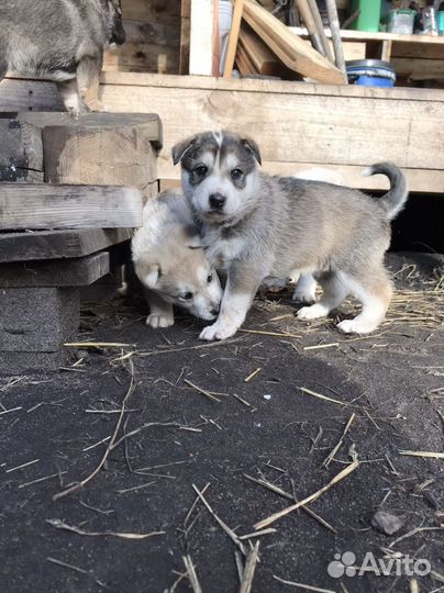 Лайка хаски