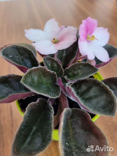 Фиалка розово-белая