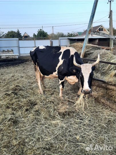 Корова двойная