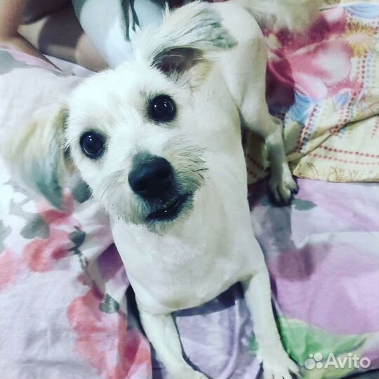 Грумер.Стрижка кошек и собак.Груминг.Выезд на дом