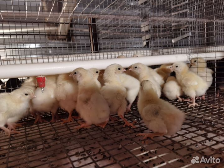 Петушки доминант