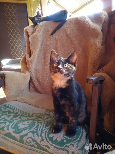 Кошки в добрые руки бесплатно