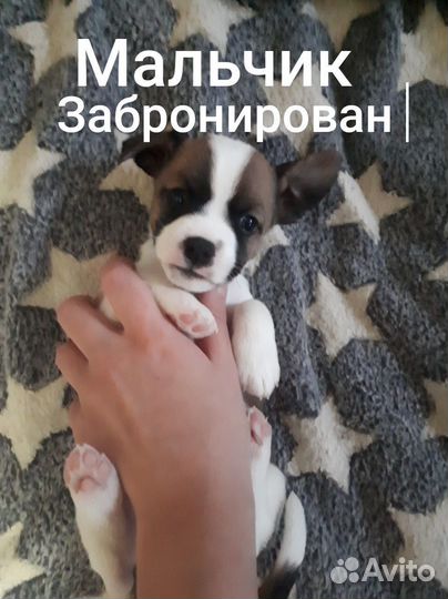 Отдам щенков