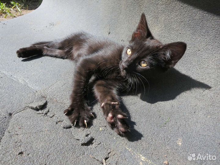 Котенок, кот, 2 месяца