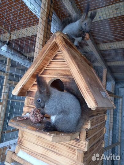 Белки черные кавказкие