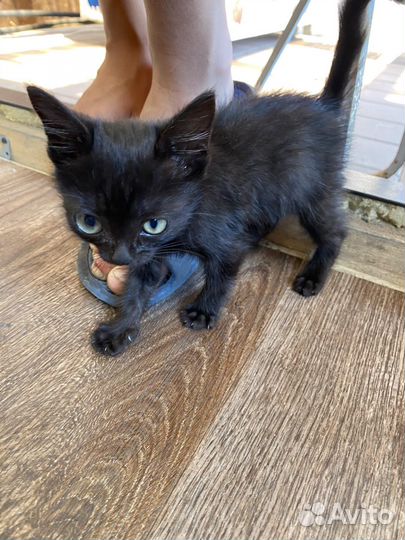 Кошка бесплатно