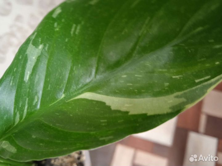 Спатифиллум