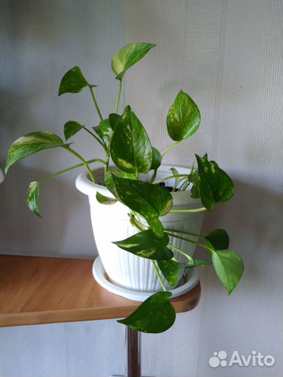 Фикусы, эуфорбия, драцена и др