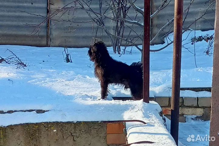 Вязка собак, бельгийский грифон
