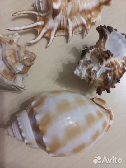 Морские ракушки, раковины