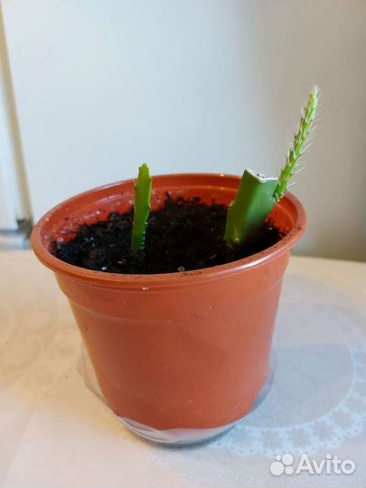 Черенки Эпифиллума