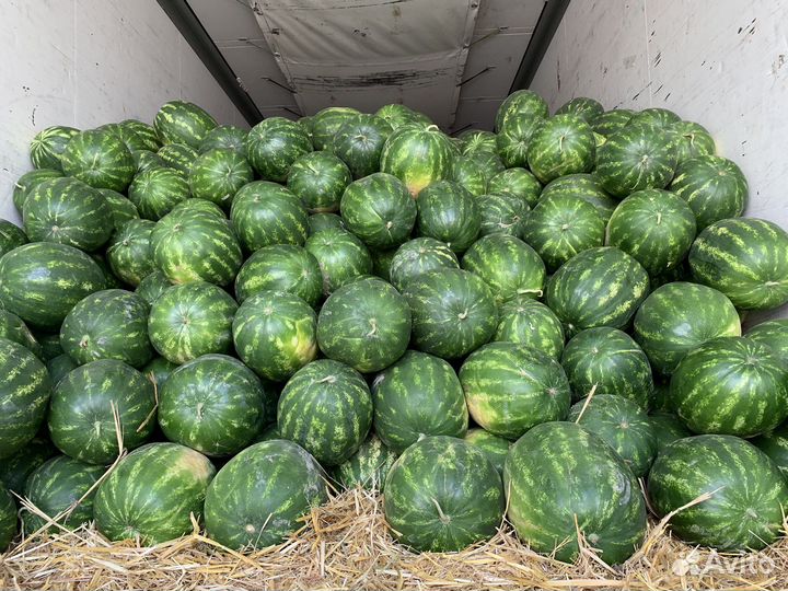 Арбузы свежие Казахстан отборные вкусные