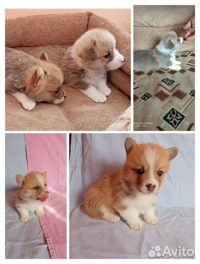 Девочки Вельш корги пемброк, Р.К.Ф