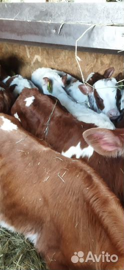 Телята с доставкой за наш счёт