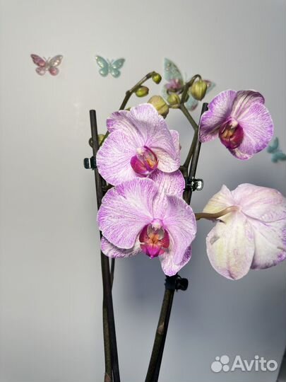 Орхидея фаленопсис