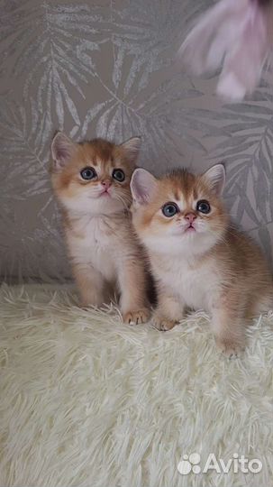 Шотландский котенок