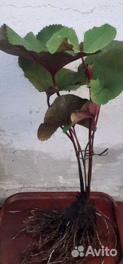 Бузульник Отелло