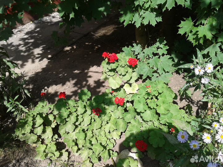 Герань махровая красная - отщипну бесплатно