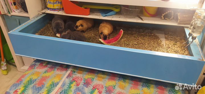 Вольер для морских свинок