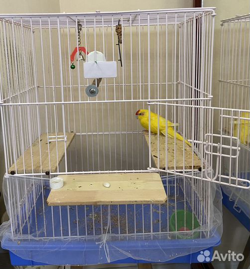 Попугай какарик