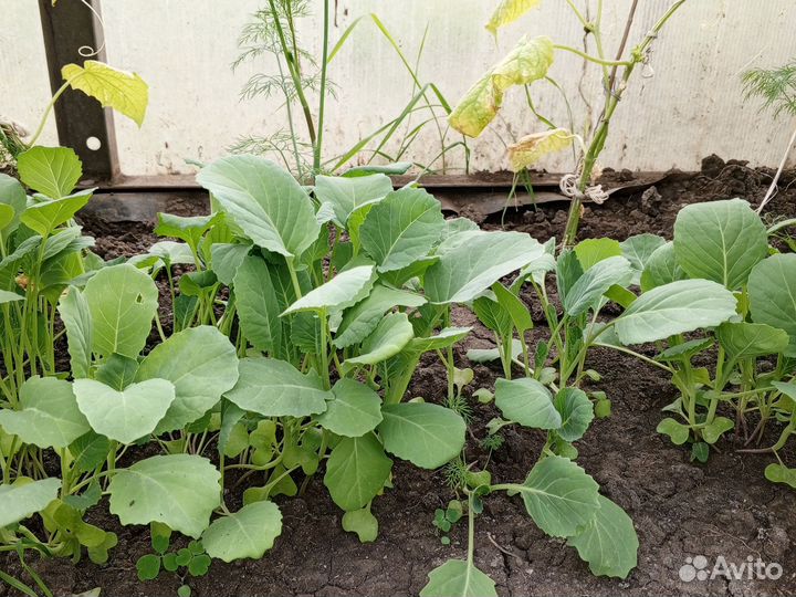 Рассада помидор, сладкого перца, зимней капусты