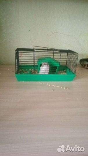 Хомяк с клеткой