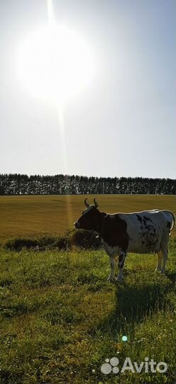 Корова айширская высокоудойная