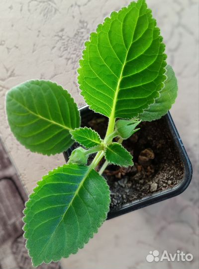 Глоксиния махровая