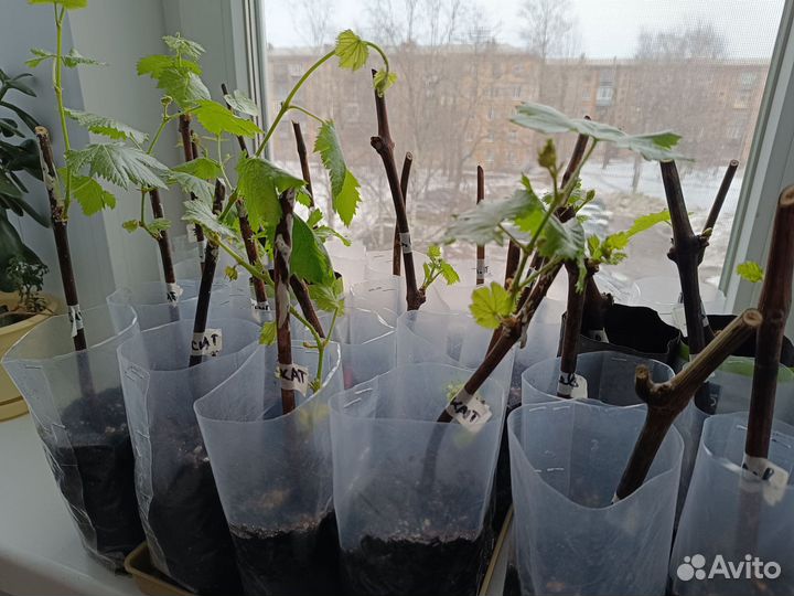 Саженцы винограда