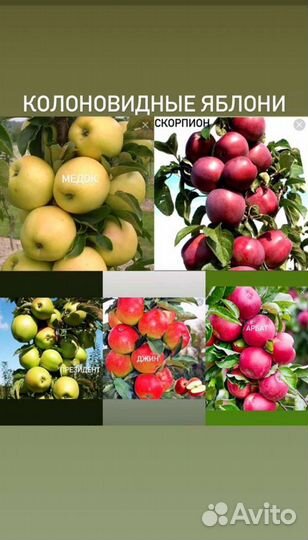 Колоновидные саженцы груши и яблони