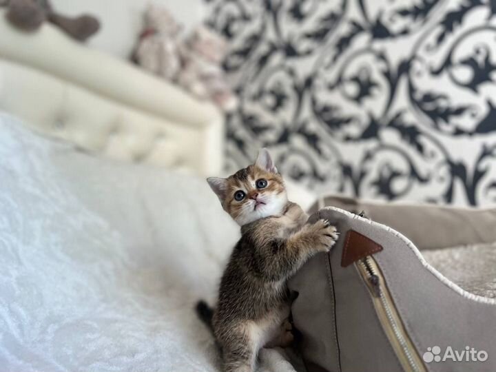 Котята британской шиншиллы