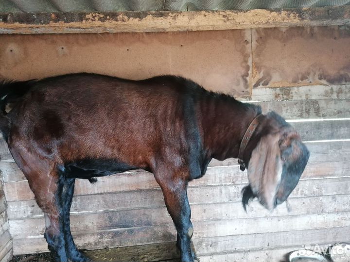 Козлик нубо - битал