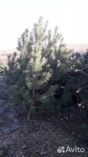 Новогодние ёлки (сосны)