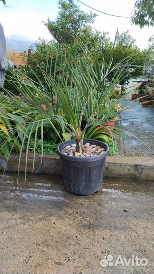 Пальма Бутия головчатая