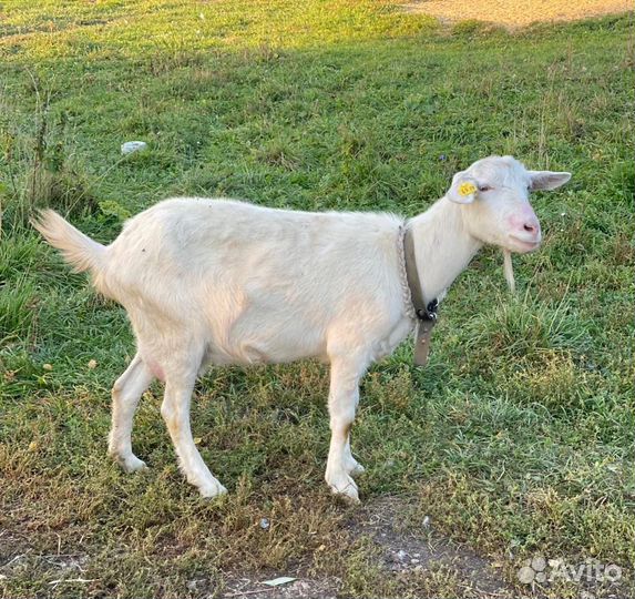 Продается коза