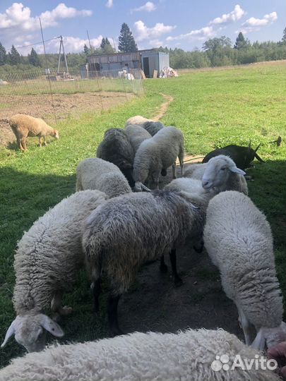 Ягнята барашки