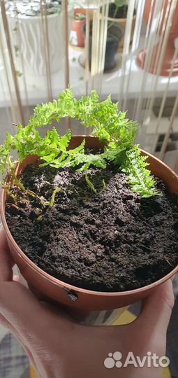 Папоротник нефролепис